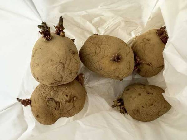 ジャガイモとリンゴと一緒に保存してみたら？　驚きの効果に「簡単ですごい」