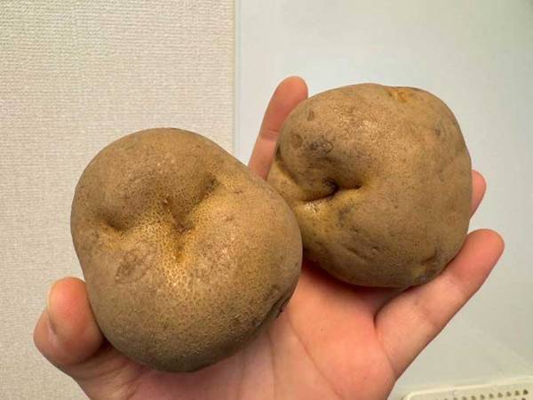 ジャガイモとリンゴと一緒に保存してみたら？　驚きの効果に「簡単ですごい」