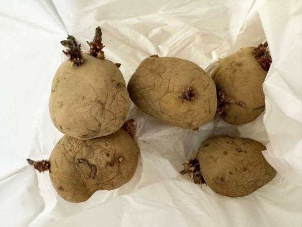 ジャガイモとリンゴと一緒に保存してみたら？　驚きの効果に「簡単ですごい」