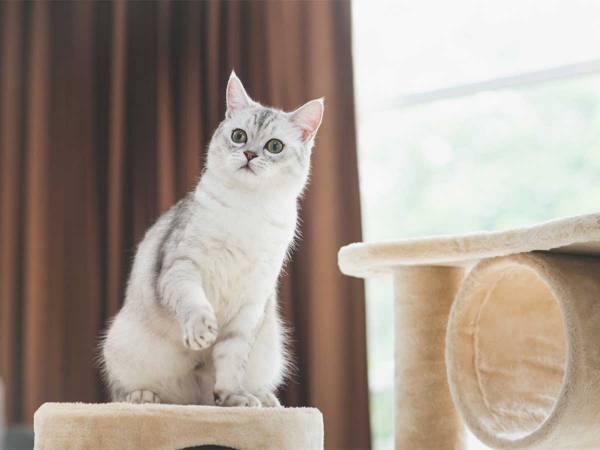 愛猫に「じゃあね」と手を振ったら？　猫のリアクションに「笑った！」「賢いね」