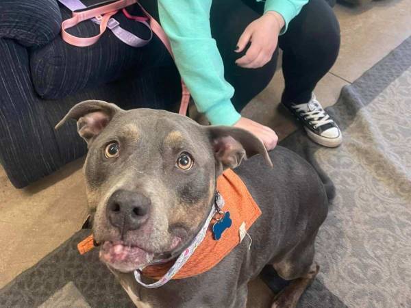 「号泣」「鳥肌がたった」　保護施設を訪れた女性　ある犬の首元を見た瞬間…？