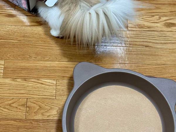 「違う、そうじゃない」　猫にあったかグッズをプレゼントしたら？