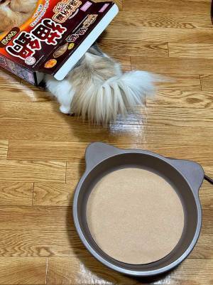 「違う、そうじゃない」　猫にあったかグッズをプレゼントしたら？