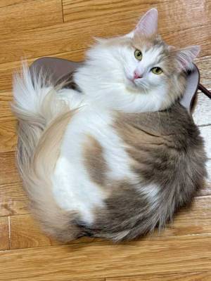 「違う、そうじゃない」　猫にあったかグッズをプレゼントしたら？