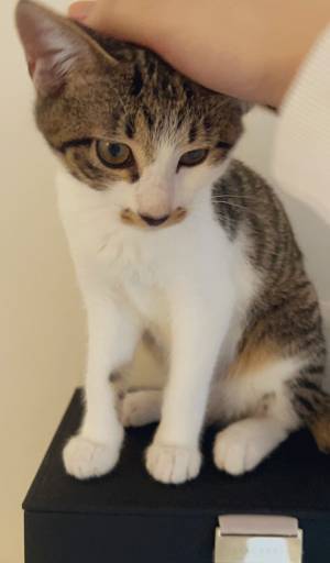 愛猫に毎日『ある言葉』をかけ続けた結果？　７か月後の姿に驚き