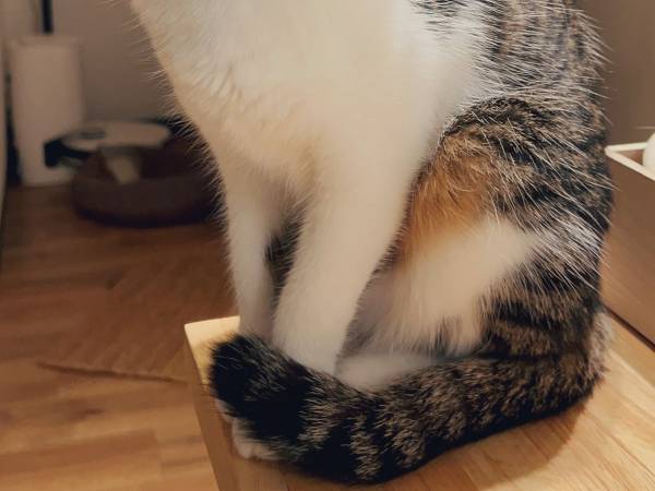 愛猫に毎日『ある言葉』をかけ続けた結果？　７か月後の姿に驚き