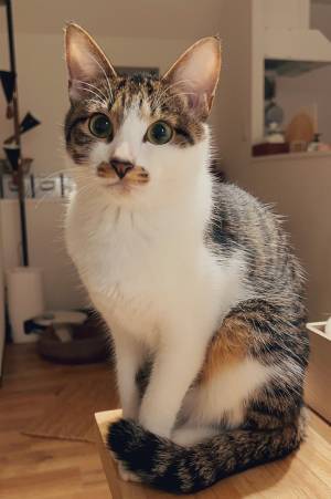 愛猫に毎日『ある言葉』をかけ続けた結果？　７か月後の姿に驚き