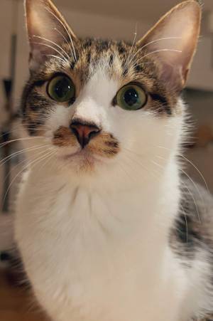 愛猫に毎日『ある言葉』をかけ続けた結果？　７か月後の姿に驚き