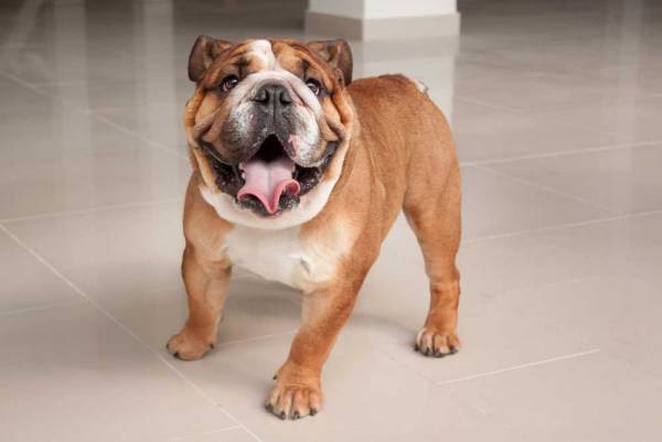 届きそうで届かない！　ブルドッグが追いかけている『もの』に吹き出す！