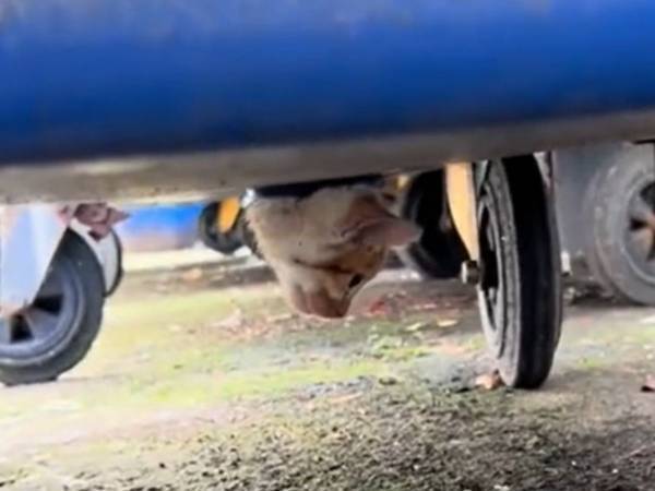 「かわいそうに」　子猫が動けなくなっていた『とんでもない場所』とは…？