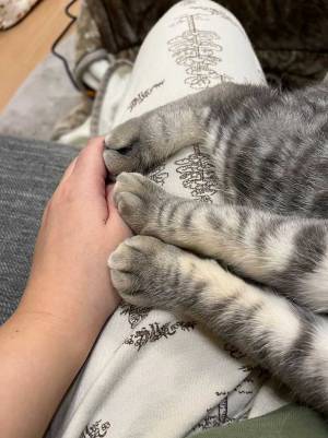 ヒザに乗る猫　飼い主が悶絶した理由が？　「うらやましい」「これは幸せ…」