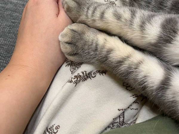 ヒザに乗る猫　飼い主が悶絶した理由が？　「うらやましい」「これは幸せ…」