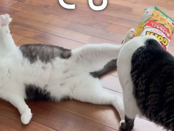 「ヘルメッ党のニャンコ」が認めたものとは？　『あるもの』をかぶりまくる猫に爆笑！