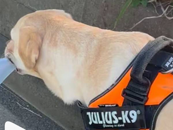 飼い主「捨てたはずなのに…」　犬がくわえている『お気に入り』が斜め上だった