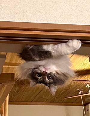 個性的すぎる猫の『出迎え方』に爆笑　天井から？　「笑った」「悲鳴をあげそう」