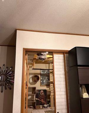 個性的すぎる猫の『出迎え方』に爆笑　天井から？　「笑った」「悲鳴をあげそう」