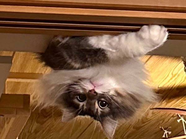 個性的すぎる猫の『出迎え方』に爆笑　天井から？　「笑った」「悲鳴をあげそう」