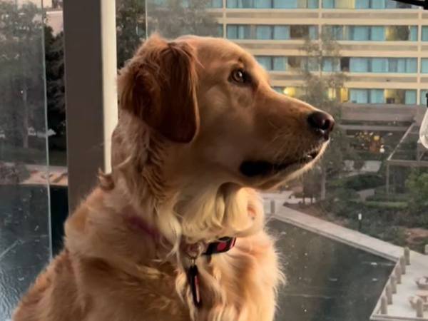 ベランダで何かを見上げている犬　視線の先を見て、飼い主の涙腺が緩んだ