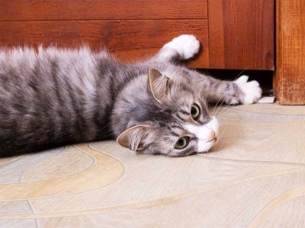 『液体猫が絞り出される』瞬間に驚きの声　「かわいい」「やっぱり液体だった」