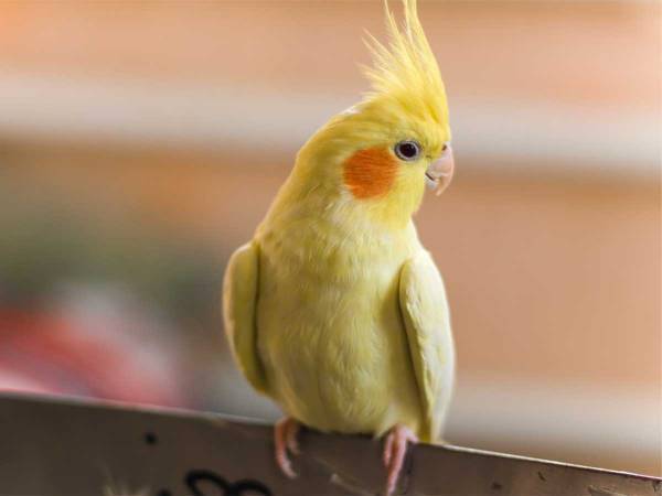 コーヒー作りを手伝ってくれるオカメインコ　その方法が「めちゃくちゃ可愛い」