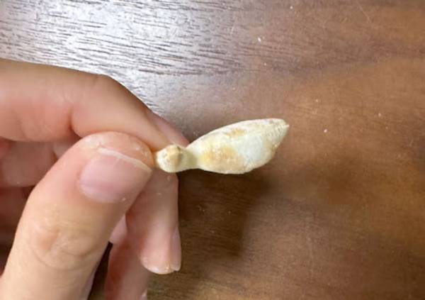 餃子の皮、余ったらどうしてる？　思わぬ活用法に「超そっくり！」「塩気がいい」