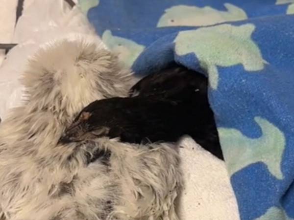 飼い主も感動！　ケガをして『入院中』のニワトリに寄り添っているのは…？