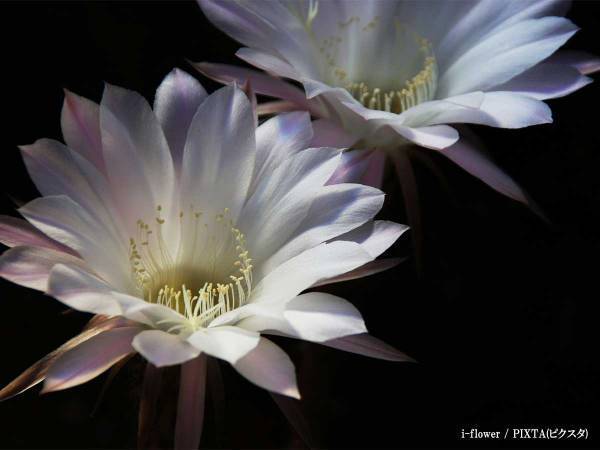 井川瑠音さん３１歳が逝去　突然の旅立ちにネット上で悲しみの声