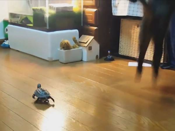 カメが起こした『事故』の瞬間　原因に「危険運転はいけません！」