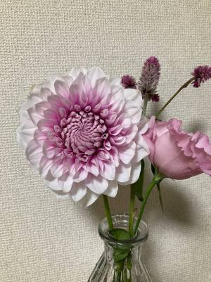 生花店で見つけた『ナマハゲ』の文字…　知られざる品種にびっくり！