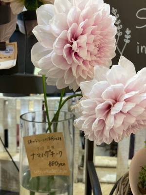 生花店で見つけた『ナマハゲ』の文字…　知られざる品種にびっくり！