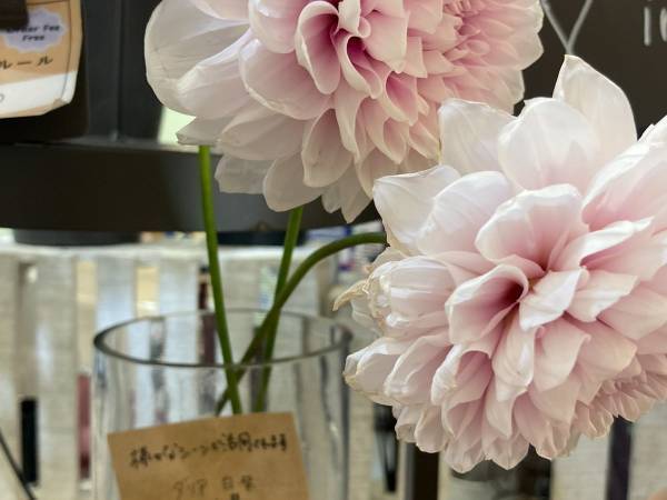 生花店で見つけた『ナマハゲ』の文字…　知られざる品種にびっくり！