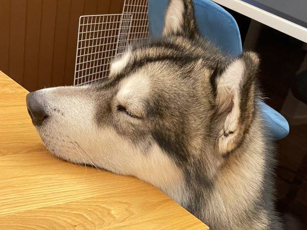 「ここがちょうど良いらしい」　アラスカンマラミュートの『ちょうどええ場所』に驚き！