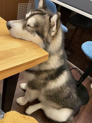 「ここがちょうど良いらしい」　アラスカンマラミュートの『ちょうどええ場所』に驚き！