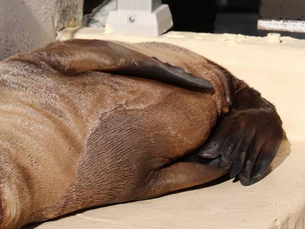 「ちょっと笑てますやん」　飼育員が投稿した１枚に「幸せそう」「いい夢を見ているのかな」