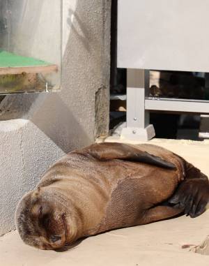 「ちょっと笑てますやん」　飼育員が投稿した１枚に「幸せそう」「いい夢を見ているのかな」