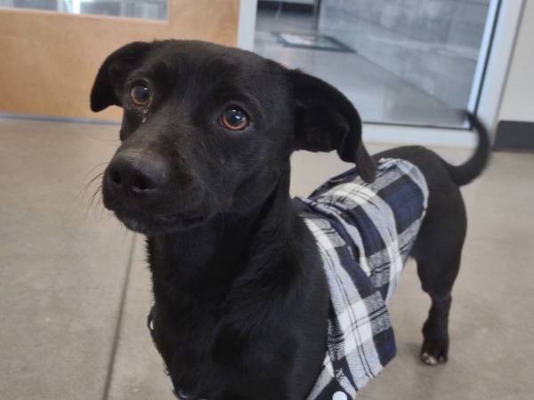 「この犬を追い出したい」　保護犬の『紹介文』が大ウケで里親希望者が殺到！