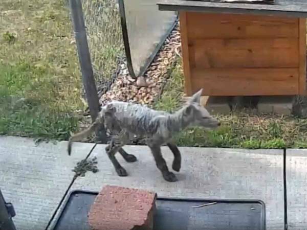 「感謝しているね」「涙が出た」　人に助けられたキツネ　山に帰ろうとしたその時…？