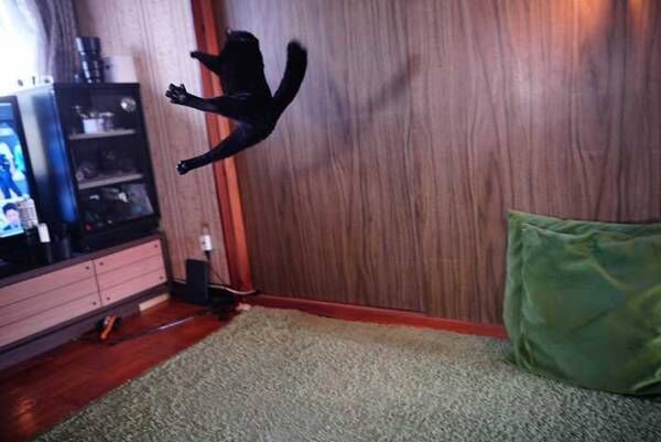 黒猫がジャンプしている写真