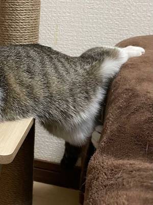 「かわいすぎてダメ」　キャットタワーでくつろぐ猫　後ろ脚を見ると…？