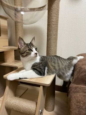 「かわいすぎてダメ」　キャットタワーでくつろぐ猫　後ろ脚を見ると…？