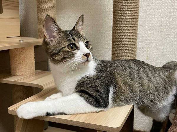 「かわいすぎてダメ」　キャットタワーでくつろぐ猫　後ろ脚を見ると…？