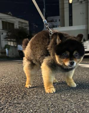 散歩中に固まった愛犬　その姿が『あの置き物』に似ていると話題に