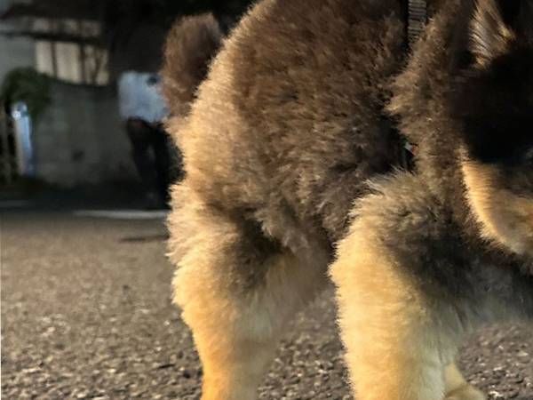 散歩中に固まった愛犬　その姿が『あの置き物』に似ていると話題に