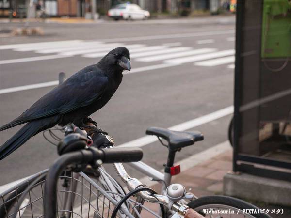 カラスに遭遇したら、どうする？　正しい対処法に「そんな習性があったとは」「もう安心」