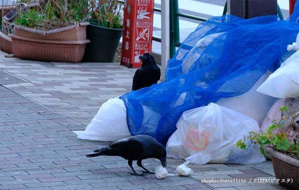 カラスに遭遇したら、どうする？　正しい対処法に「そんな習性があったとは」「もう安心」