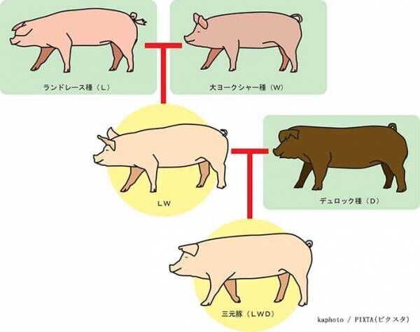 豚の交配の写真