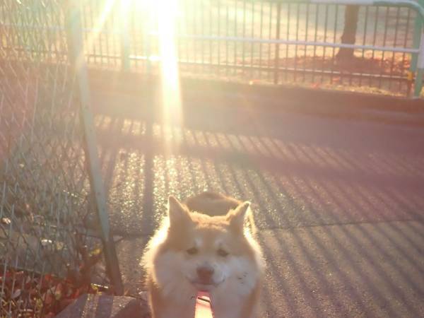 「犬がビームを撃った！？」「必殺技か」　二度見必至の『お散歩写真』に大反響