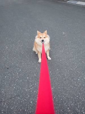 「犬がビームを撃った！？」「必殺技か」　二度見必至の『お散歩写真』に大反響