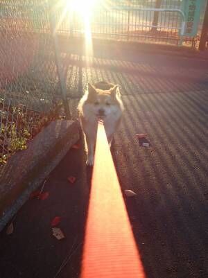 犬の、もなかちゃんの散歩写真