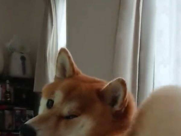 背中越しにカメラを見る柴犬、その間ずっと…？　「たまらん」「コッペパンみたい」